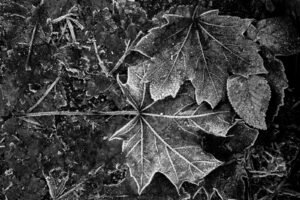 Frosted leaf